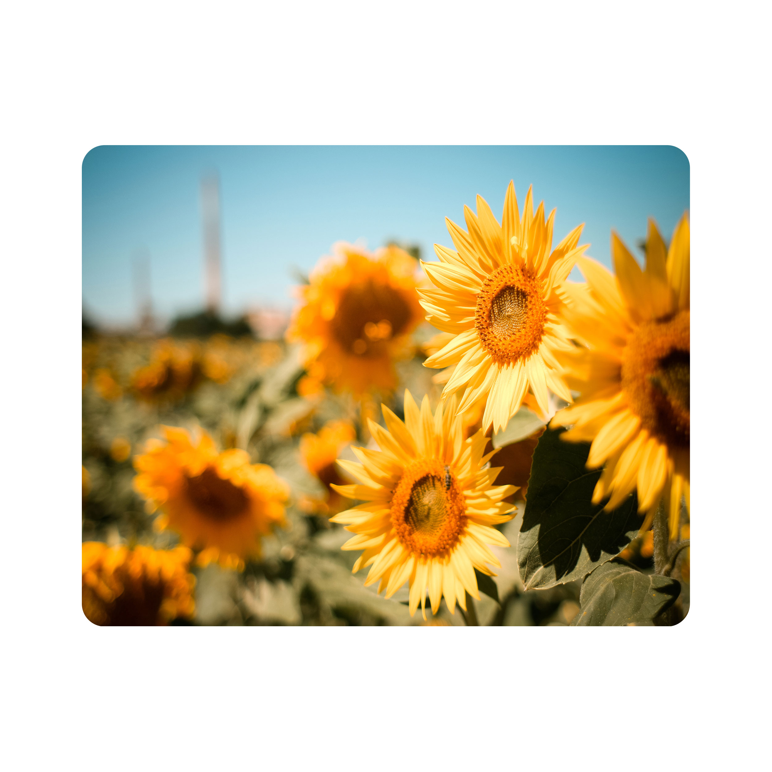 ماوس پد اطلس آبی طرح گل آفتابگردان مدل T1894