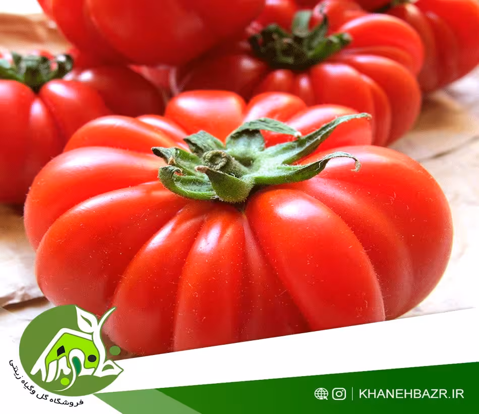 بذر گوجه فرنگی دندانه دار - خانه بذر | فروشگاه بذر وارداتی گل و گیاه زینتی 1404