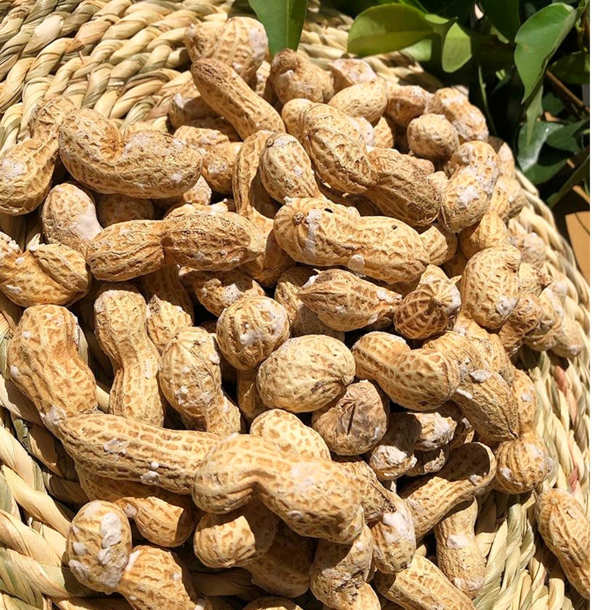 بادام زمینی شکری با پوست