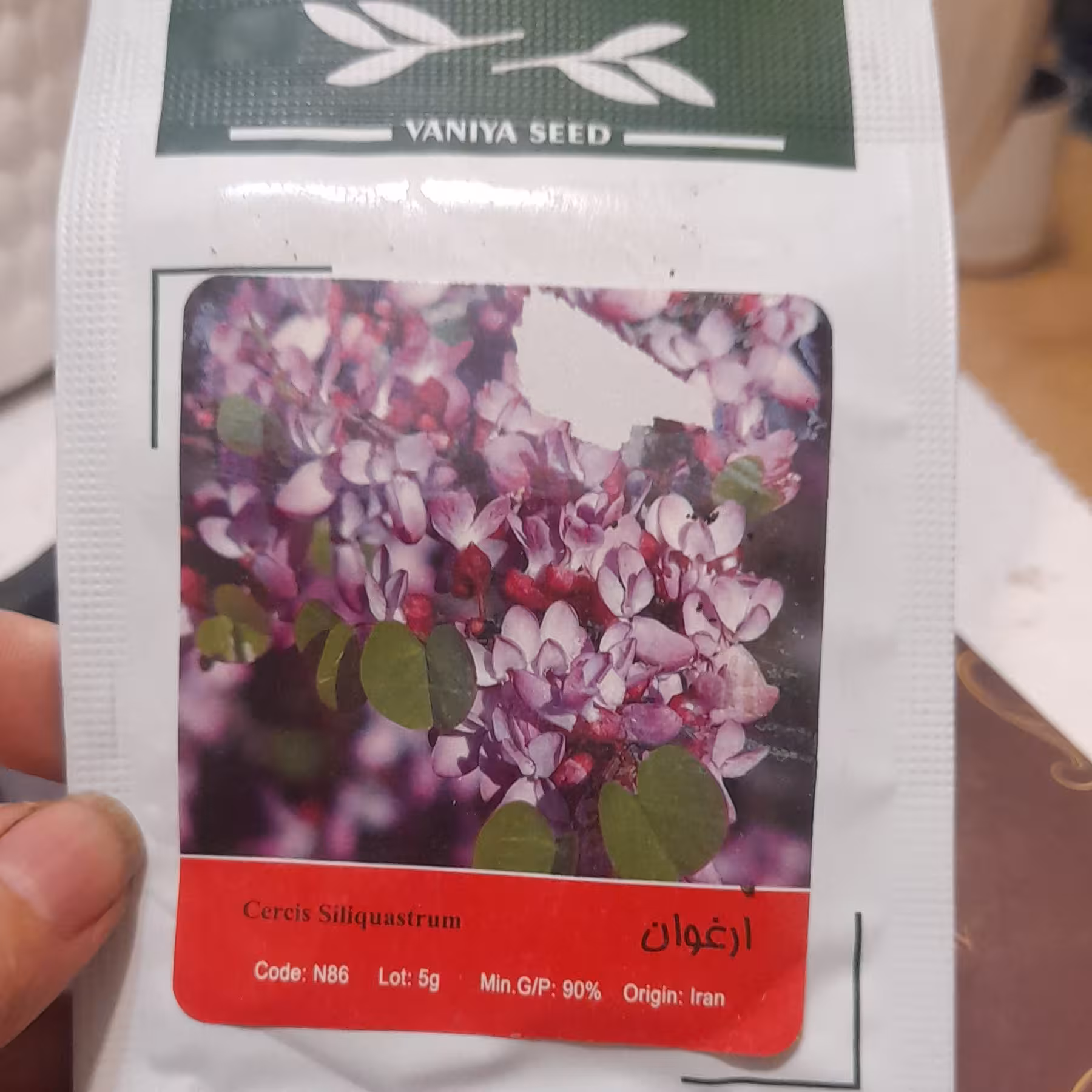 بذر ارغوان