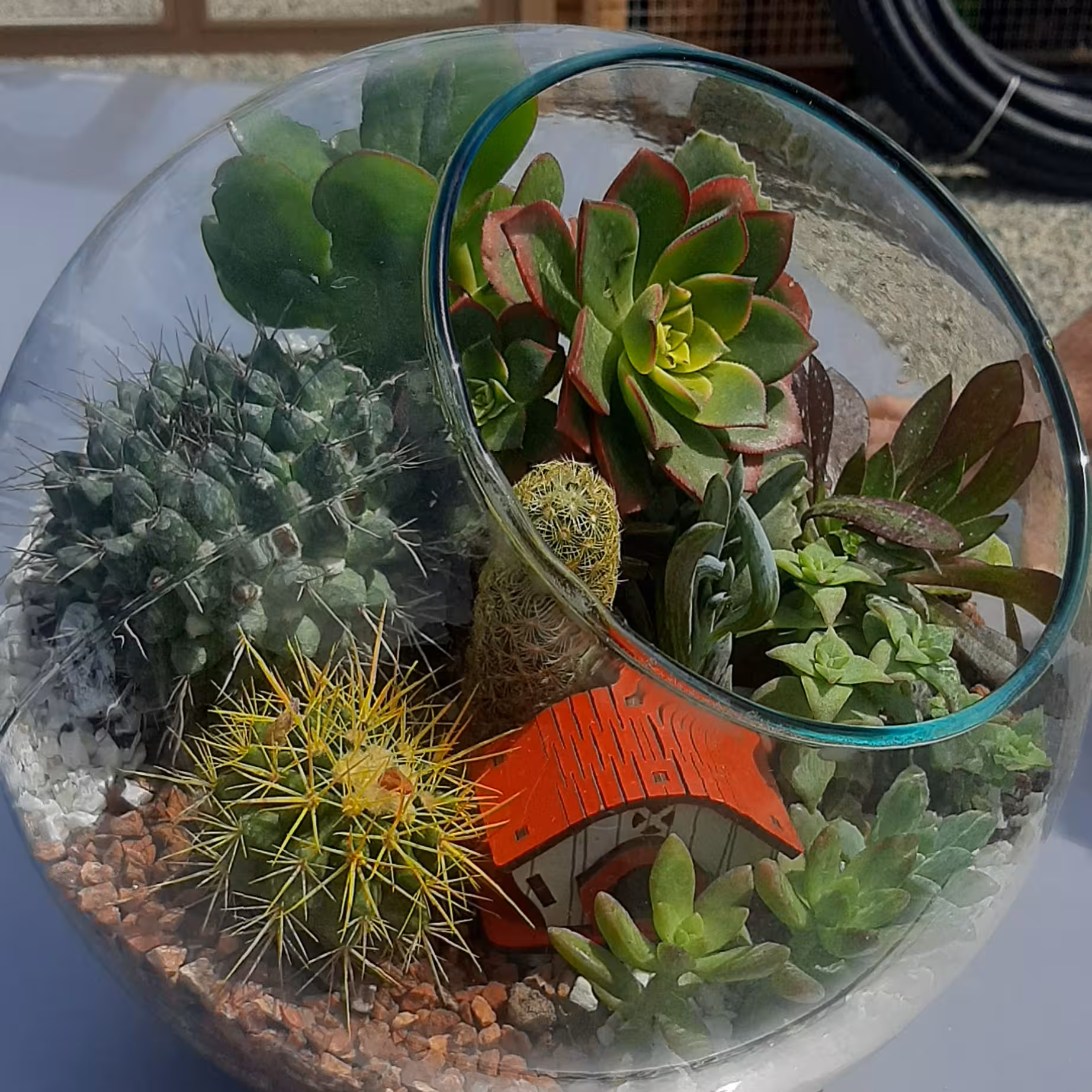 تراریوم شیشه ای کاکتوس 
