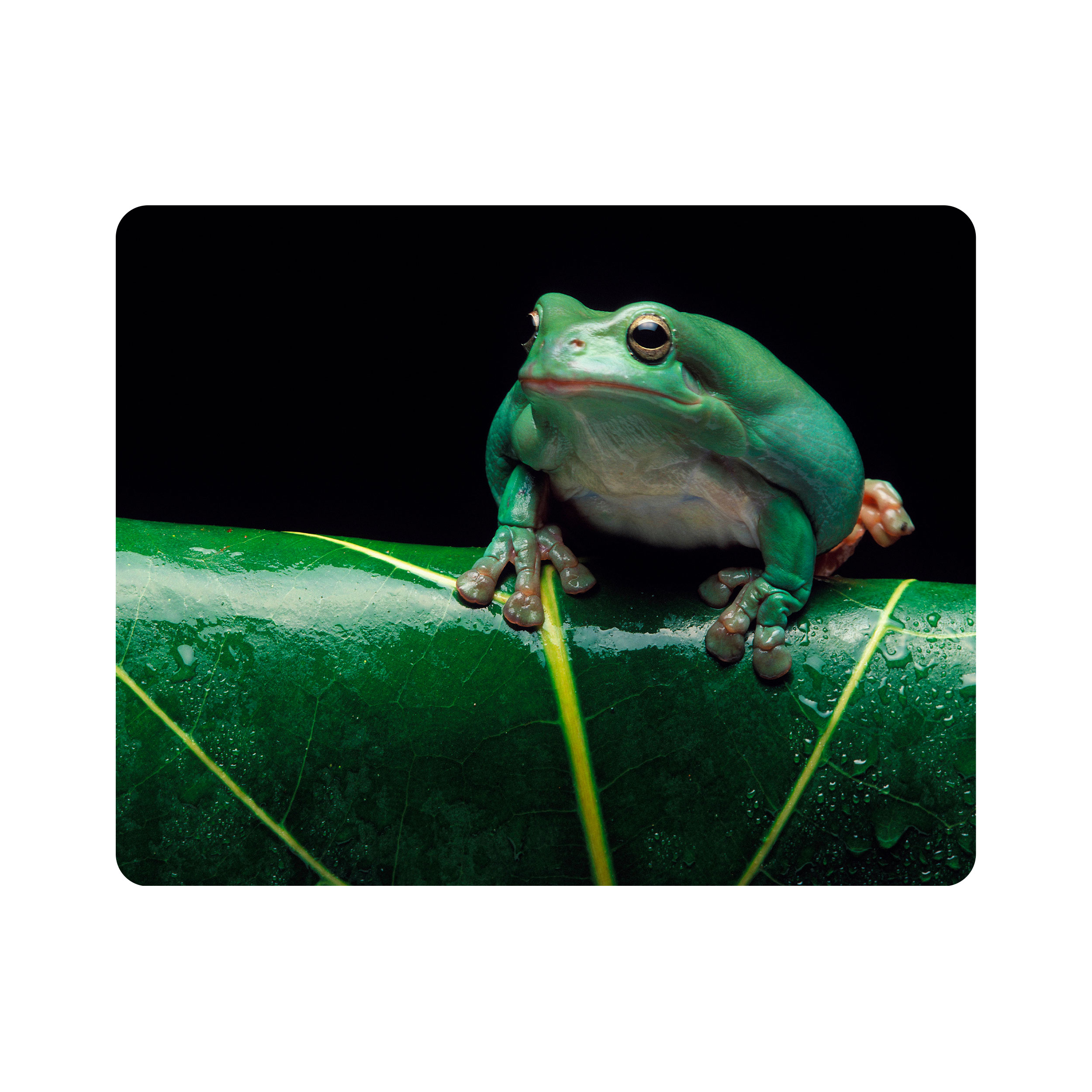 ماوس پد اطلس آبی طرح برگ و قورباغه  مدل T2177