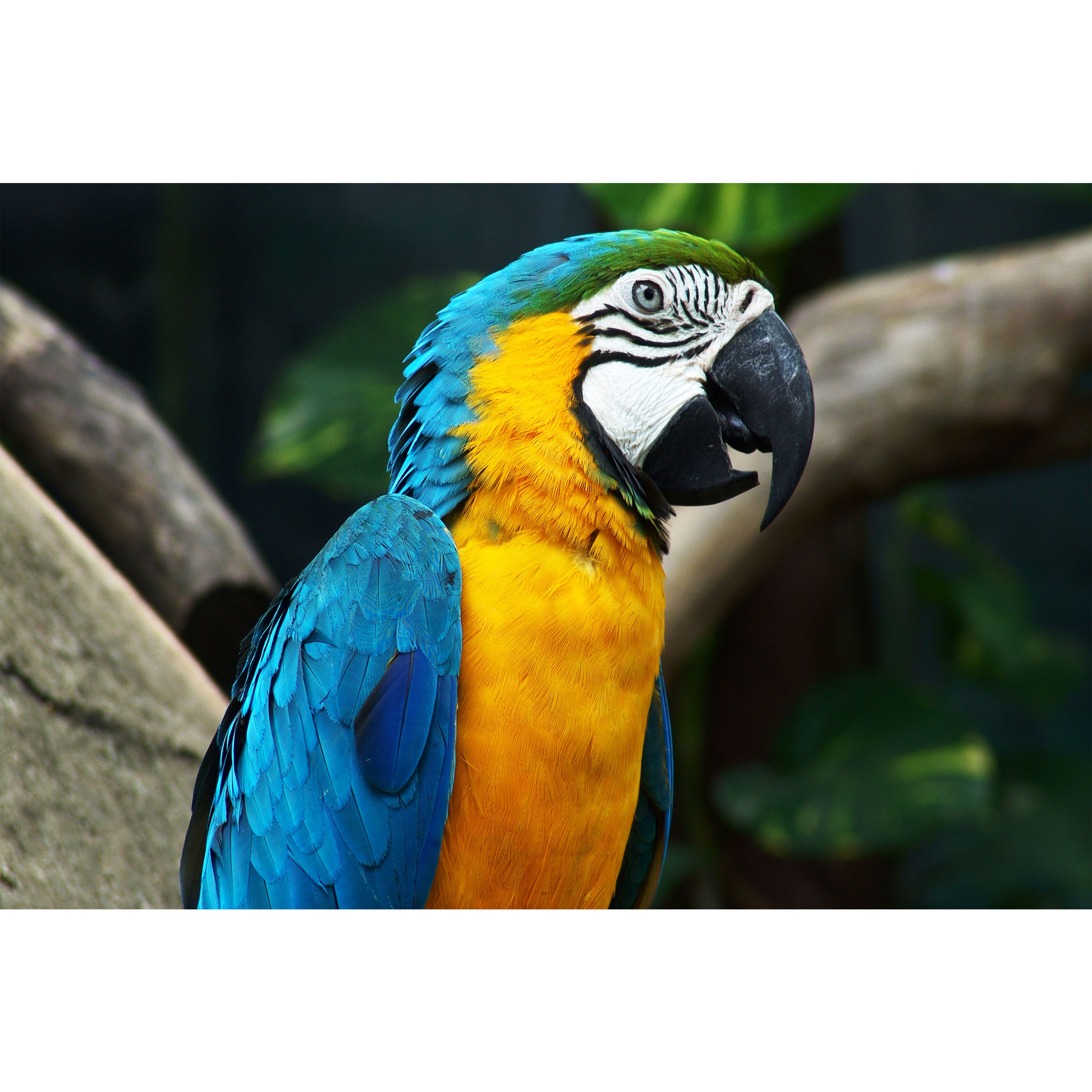 تابلو شاسی طرح پرنده طوطی مدل T7672