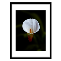 قیمت و خرید تابلو دکوراتیو مدل عکاسی مینیمال گل سفید کد 0441