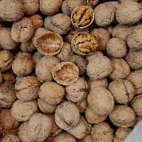 گردو پوست کاغذی 