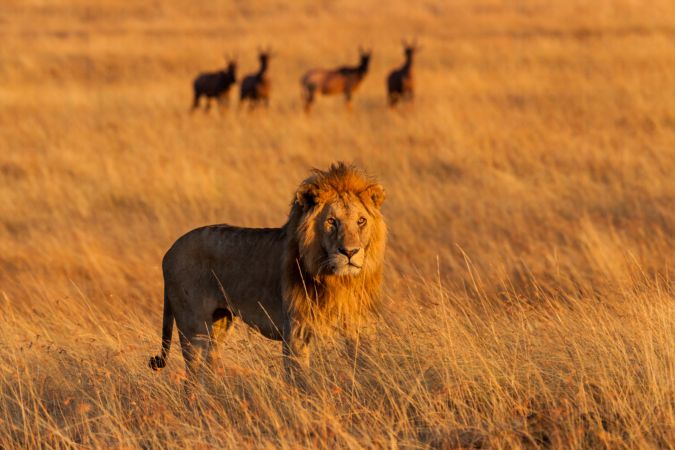 خرید و دانلود عکس Portrait of the legendary Lion کد 41597 | پیک فاکس | Pic Fox