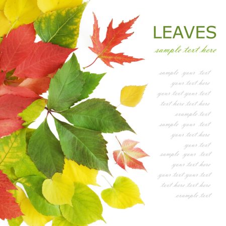 خرید و دانلود عکس Nature-Part-19 کد 35941 | پیک فاکس | Pic Fox