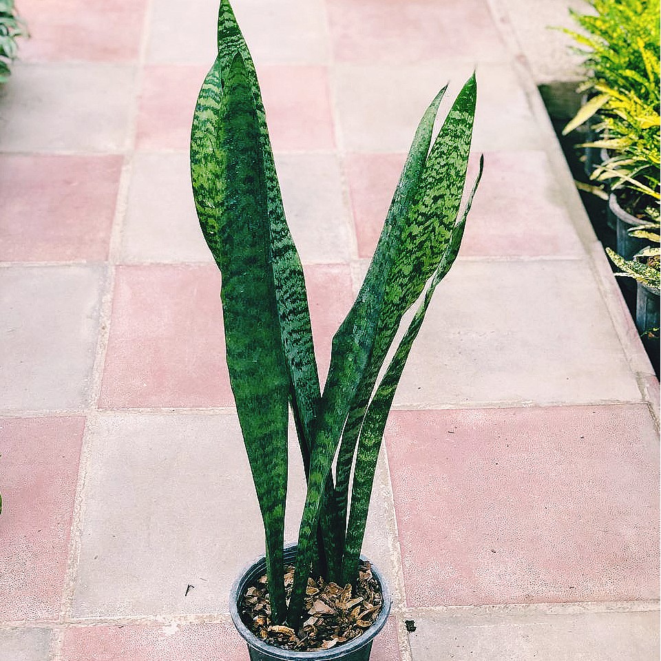 سانسوریا شمشیری سبز با گلدان چند برگ سطل 4 هزینه ارسال بصورت پس کرایه 