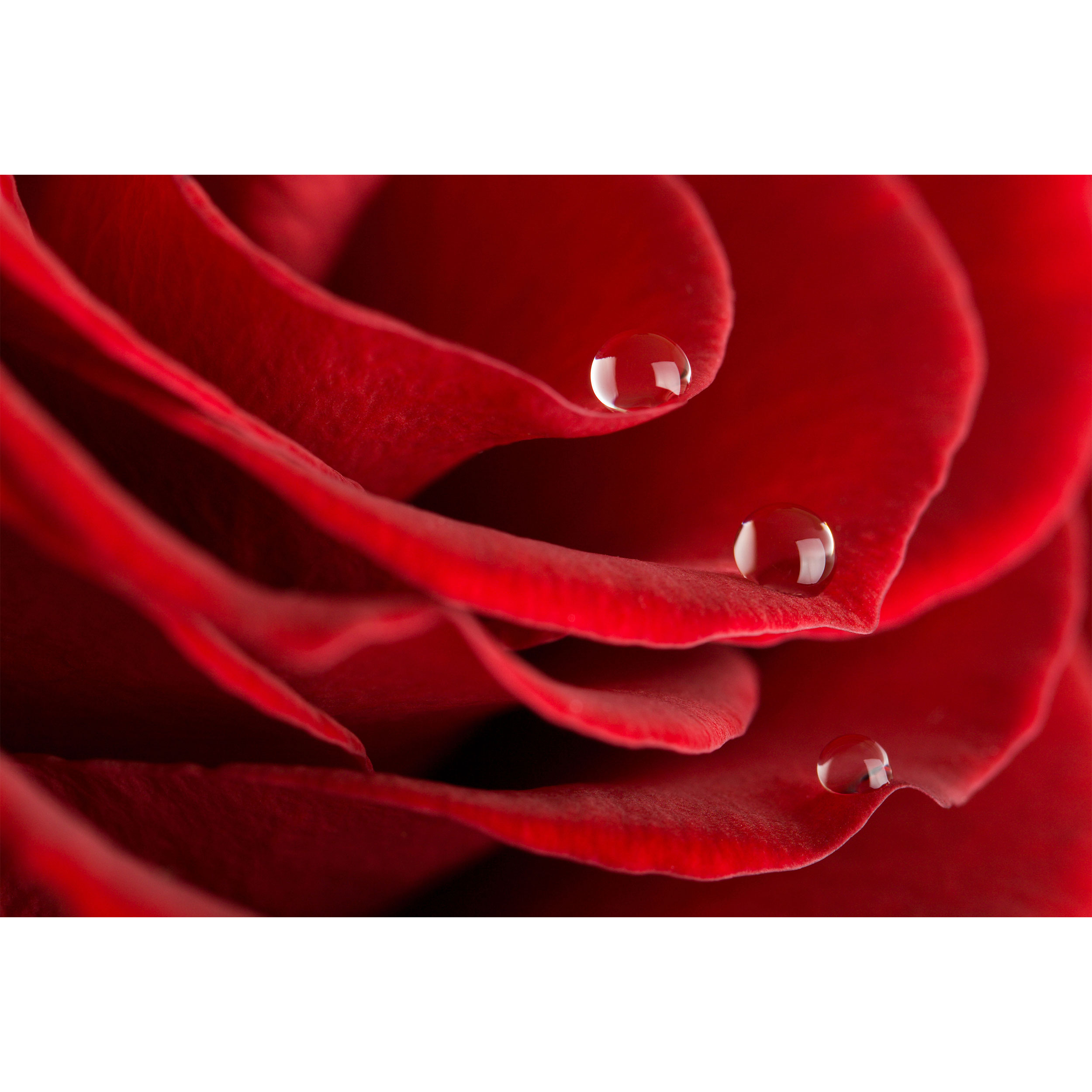 تابلو شاسی مدل گل رز و قطره آب کد T7250