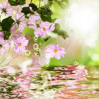خرید و دانلود عکس Flower-Part-9 کد 18395 | پیک فاکس | Pic Fox