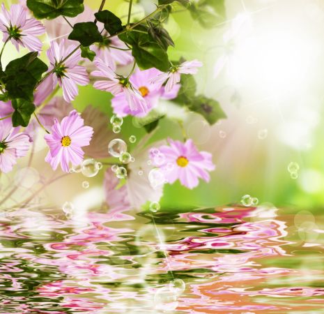 خرید و دانلود عکس Flower-Part-9 کد 18395 | پیک فاکس | Pic Fox