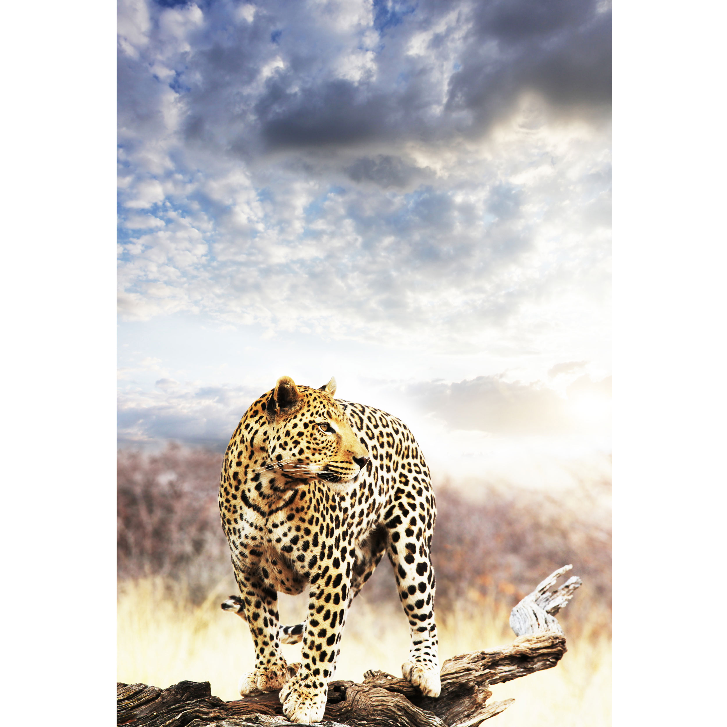 تابلو شاسی طرح آسمان و یوز پلنگ مدل T2033