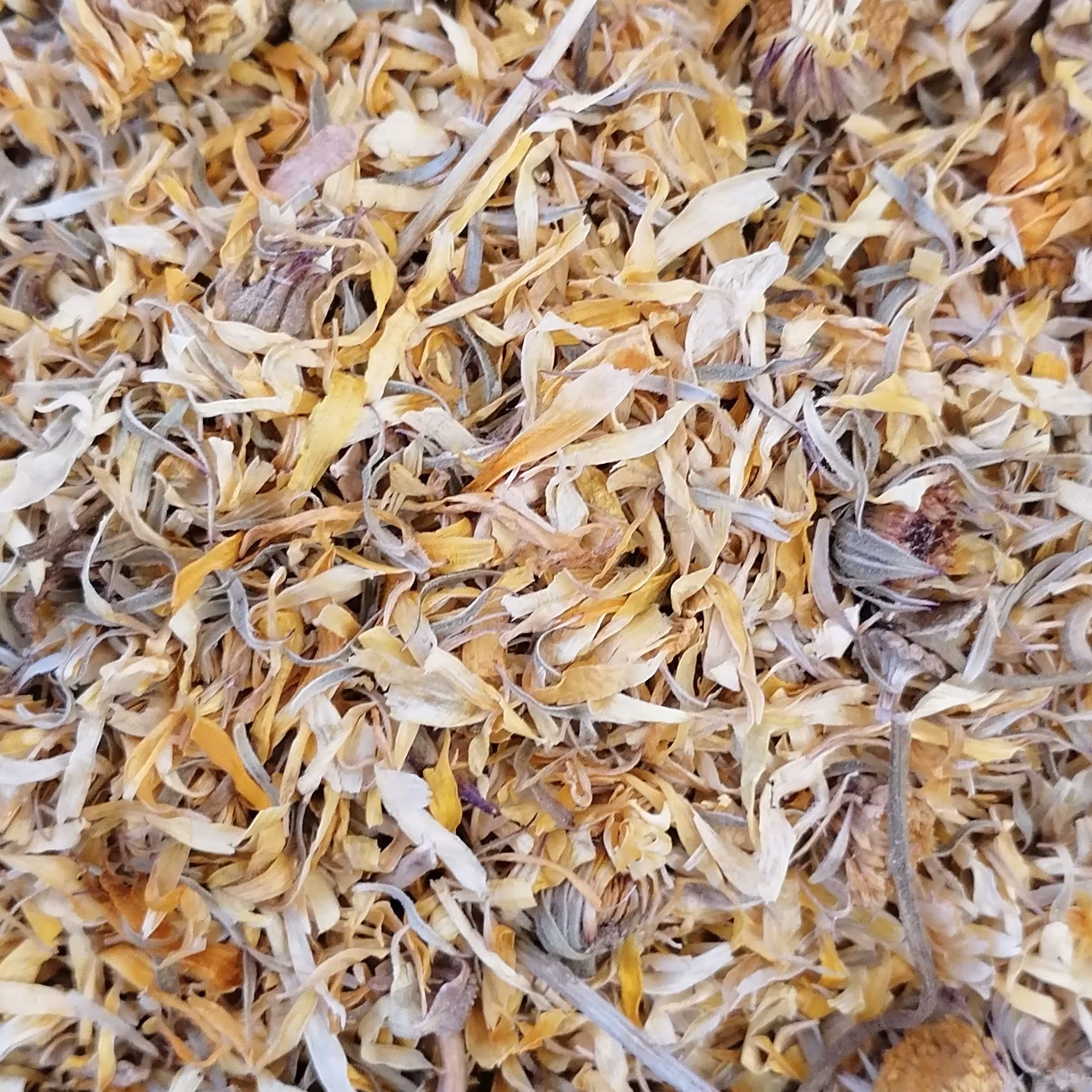 گل همیشه بهار