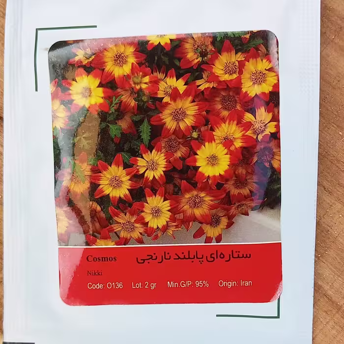 بذر گل ستاره ای پابلند نارنجی 