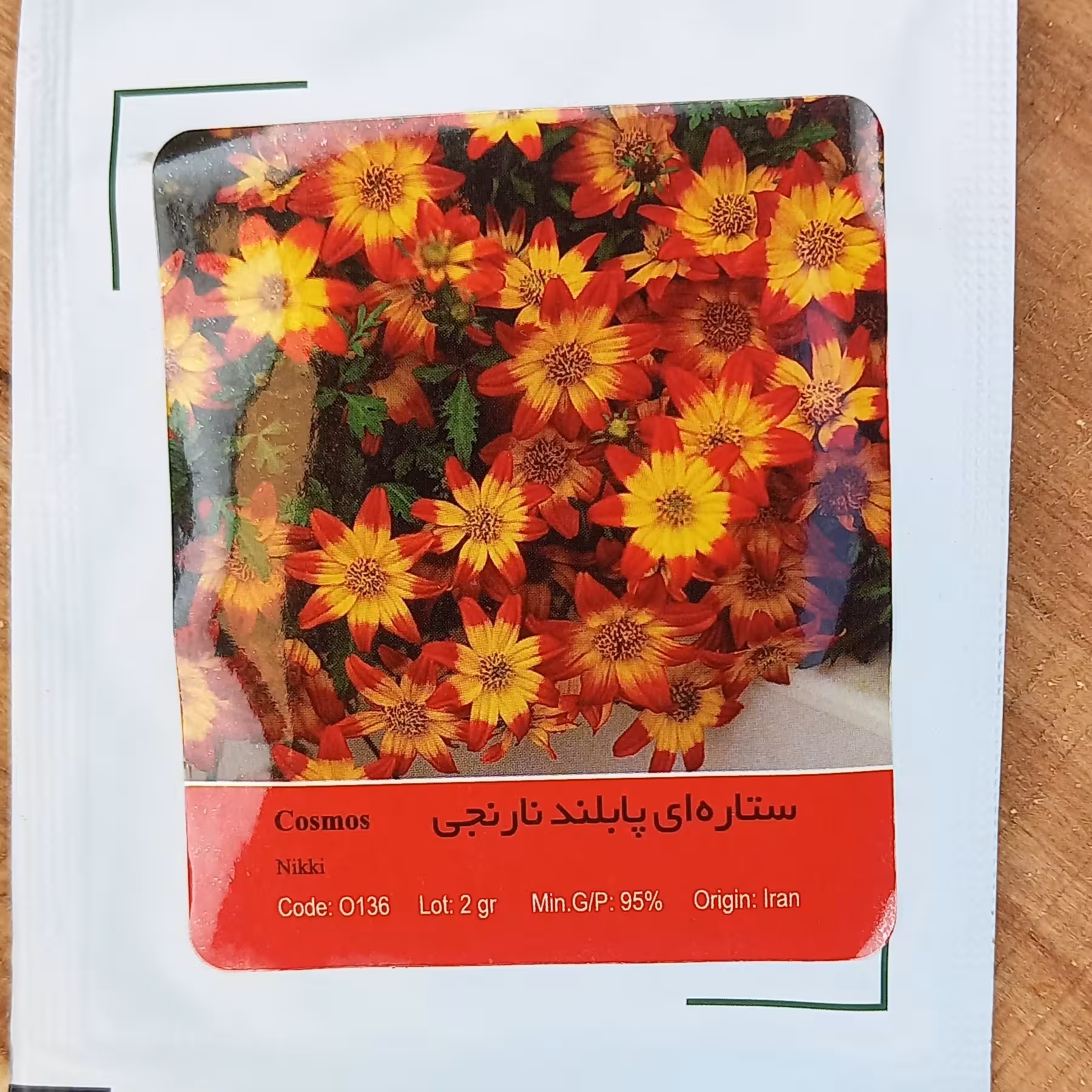 بذر گل ستاره ای پابلند نارنجی 