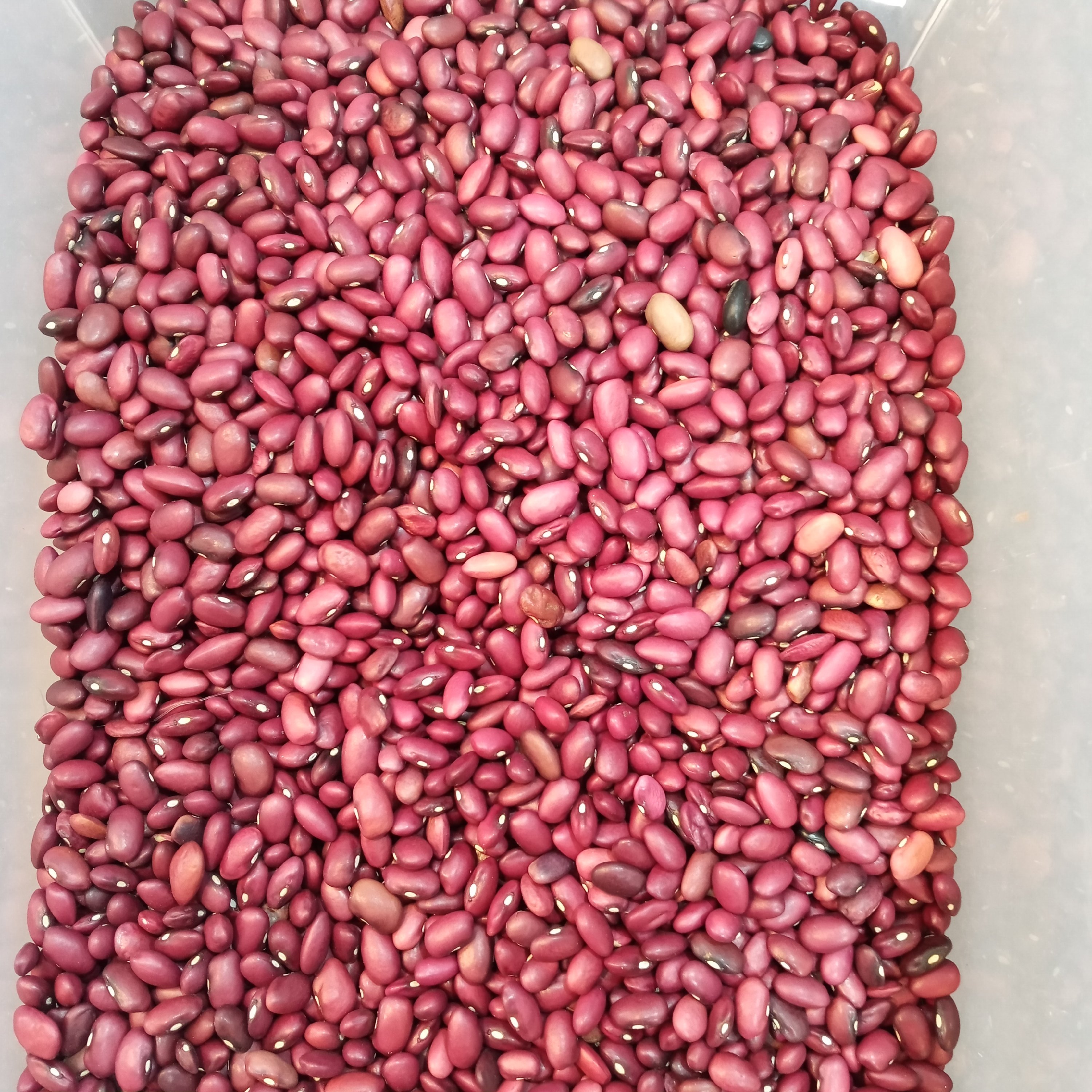لوبیا قرمز 1کیلو فله