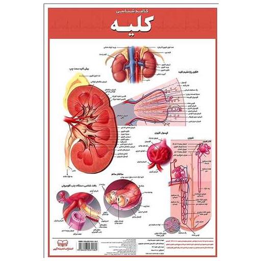 کتاب کالبدشناسی کلیه (50*35)