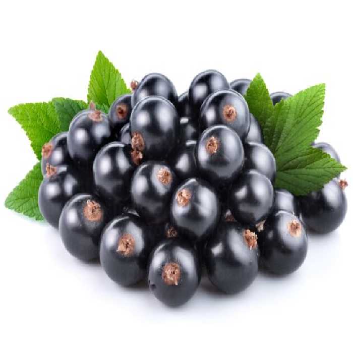 خرید و دانلود عکس Food-Part-16 کد 19266 | پیک فاکس | Pic Fox