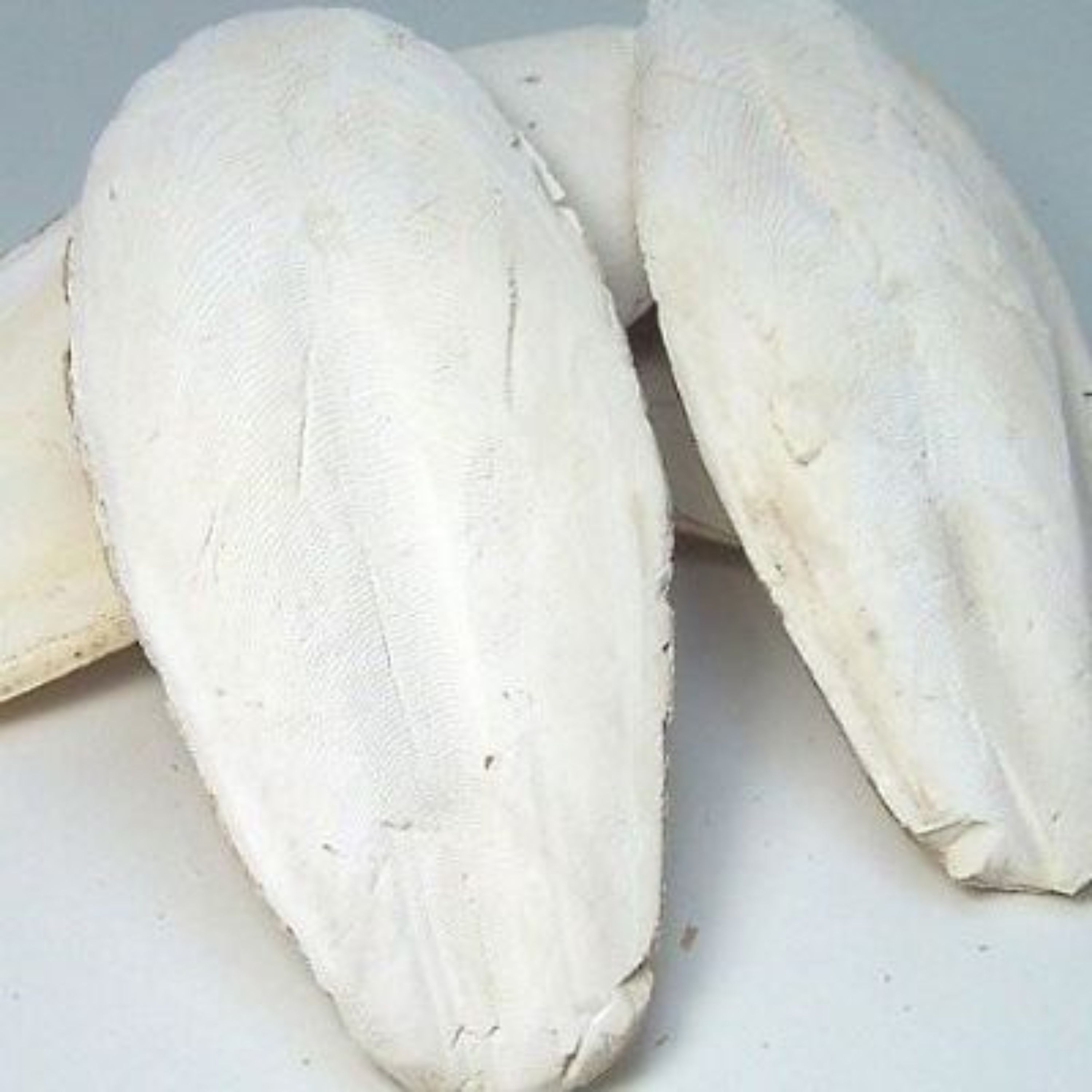 کف دریایی یا استخوان ماهی مرکب
