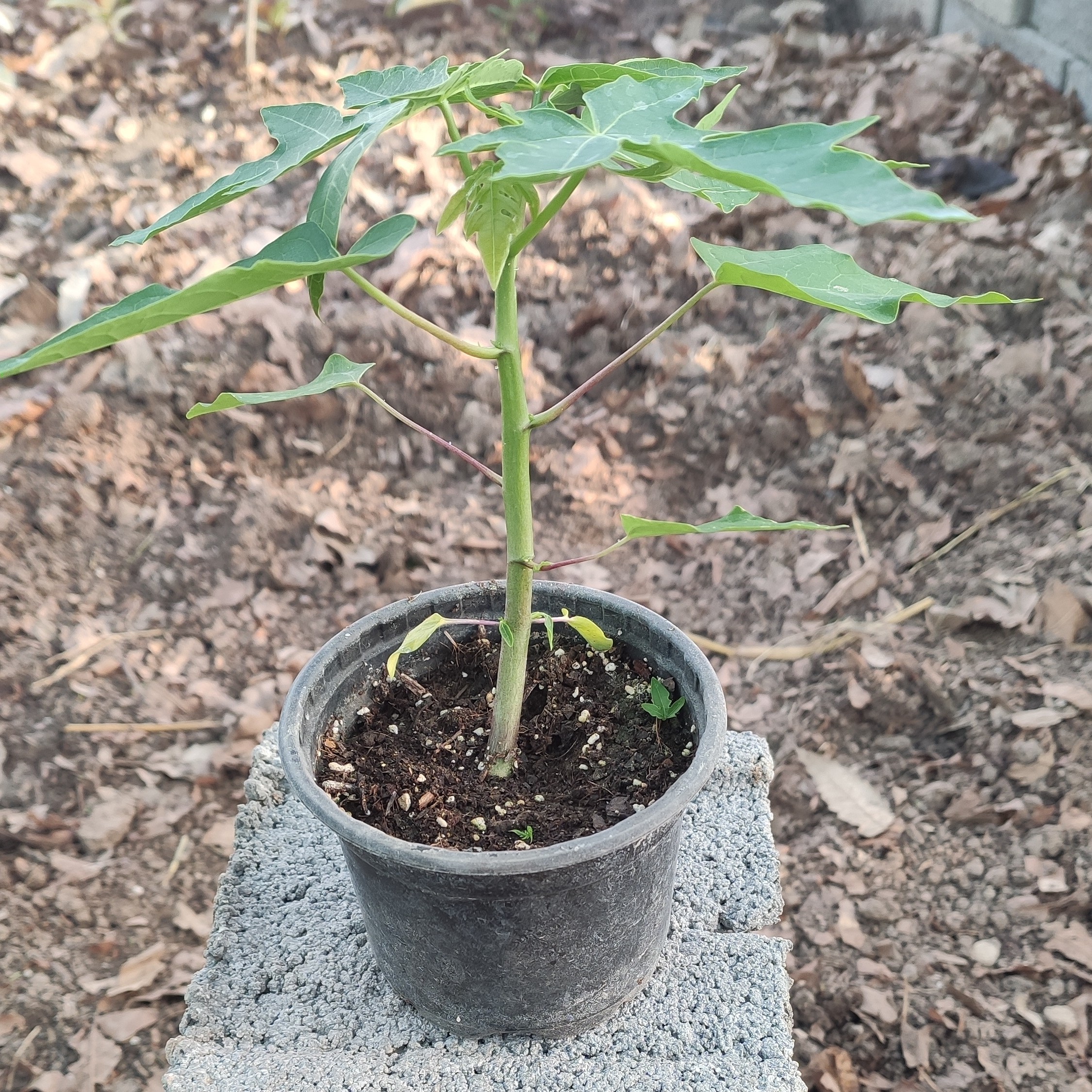 نهال میوه پاپایا یا خربزه درختی رقم ردلیدی  پاکوتاه ارسال رایگان 