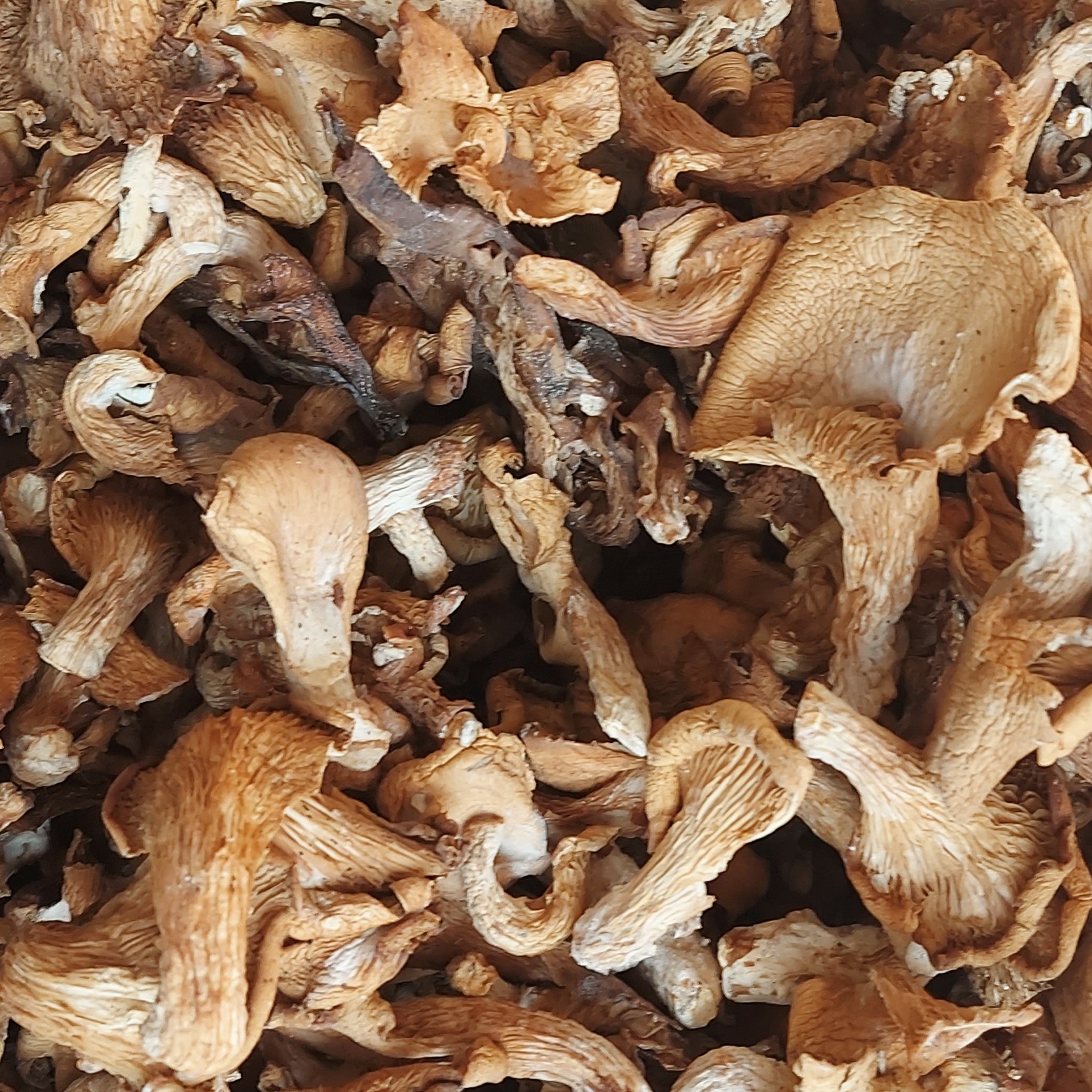 قارچ صدفی خشک یک کیلویی