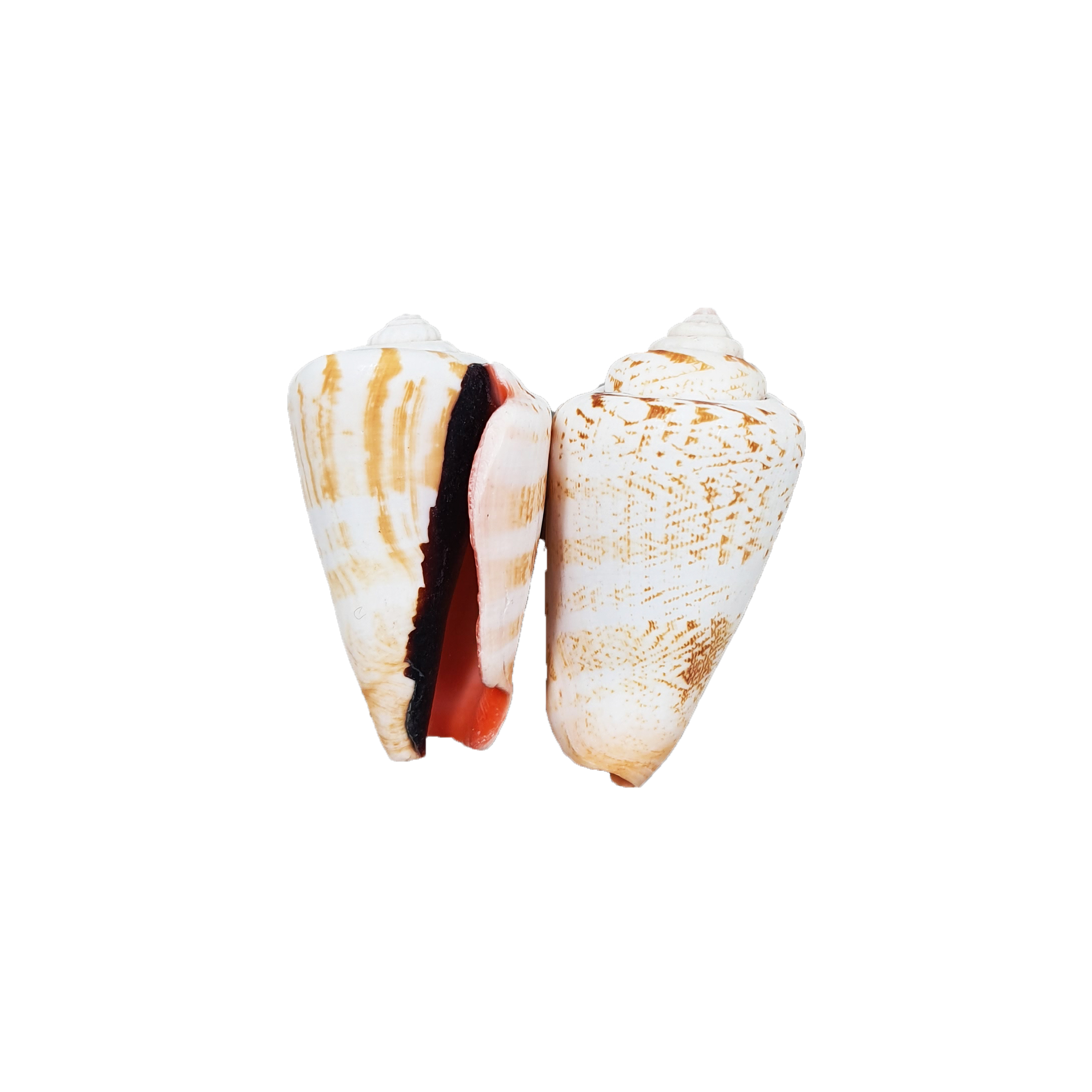 صدف تزیینی وزن 35 گرم