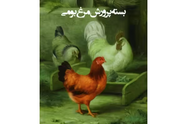 آموزش پرورش مرغ بومی و تخم گذار - 44 صفحه - کتابخانه مجازی واتیکان