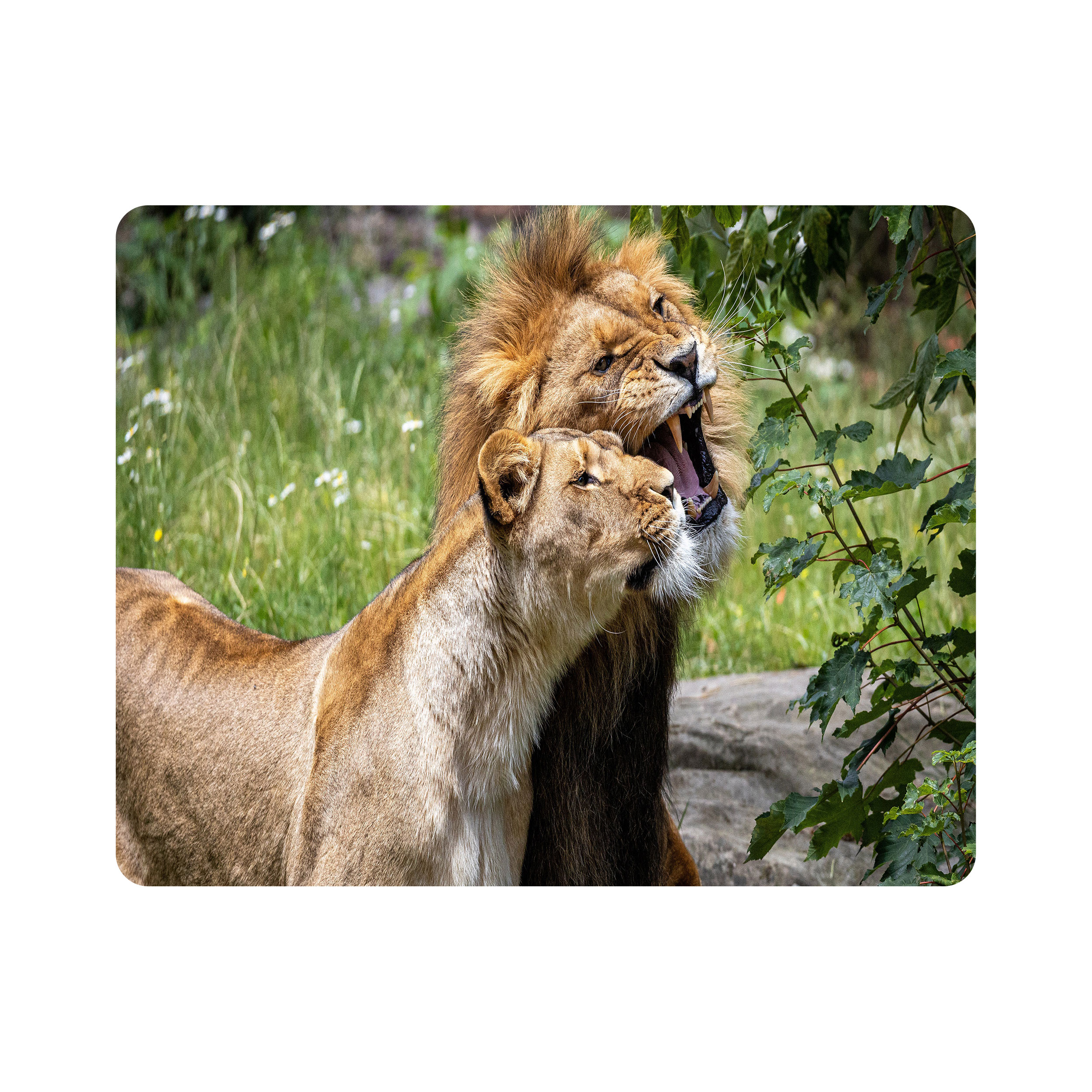 ماوس پد اطلس آبی طرح شیر نر و ماده  مدل T7820