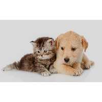 تابلو شاسی طرح سگ و گربه مدل T7724