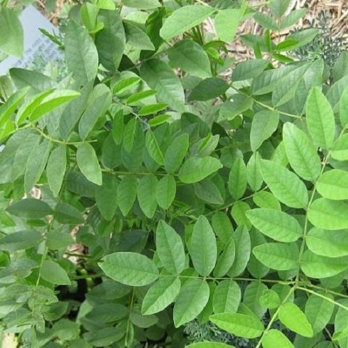 برگ شیرین بیان 200 گرمی