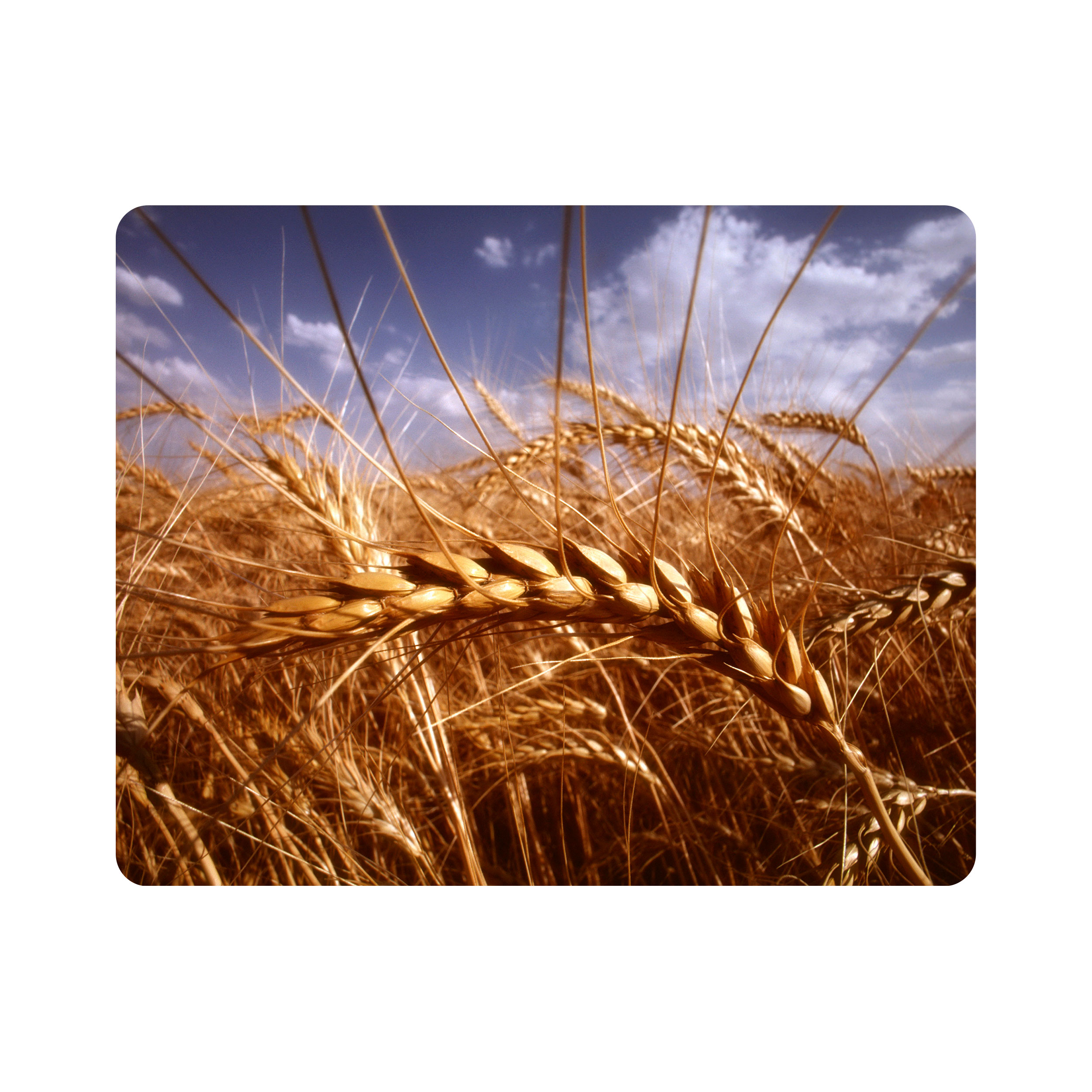 ماوس پد اطلس آبی طرح شاخه گندم و آسمان مدل T7331