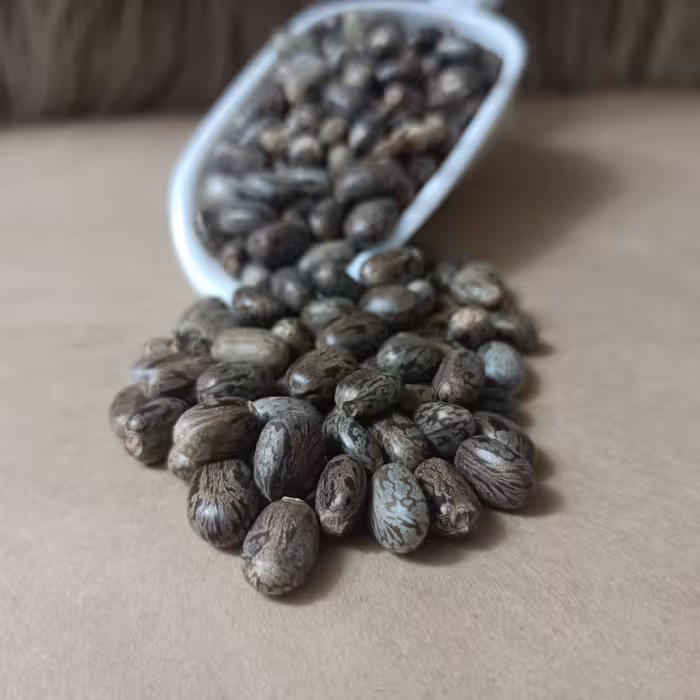 دانه کرچک 50 گرم
