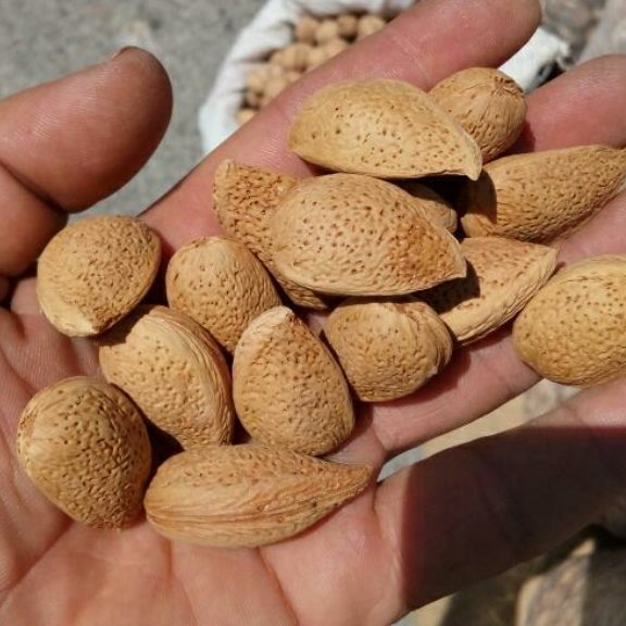 بادام سنگی
