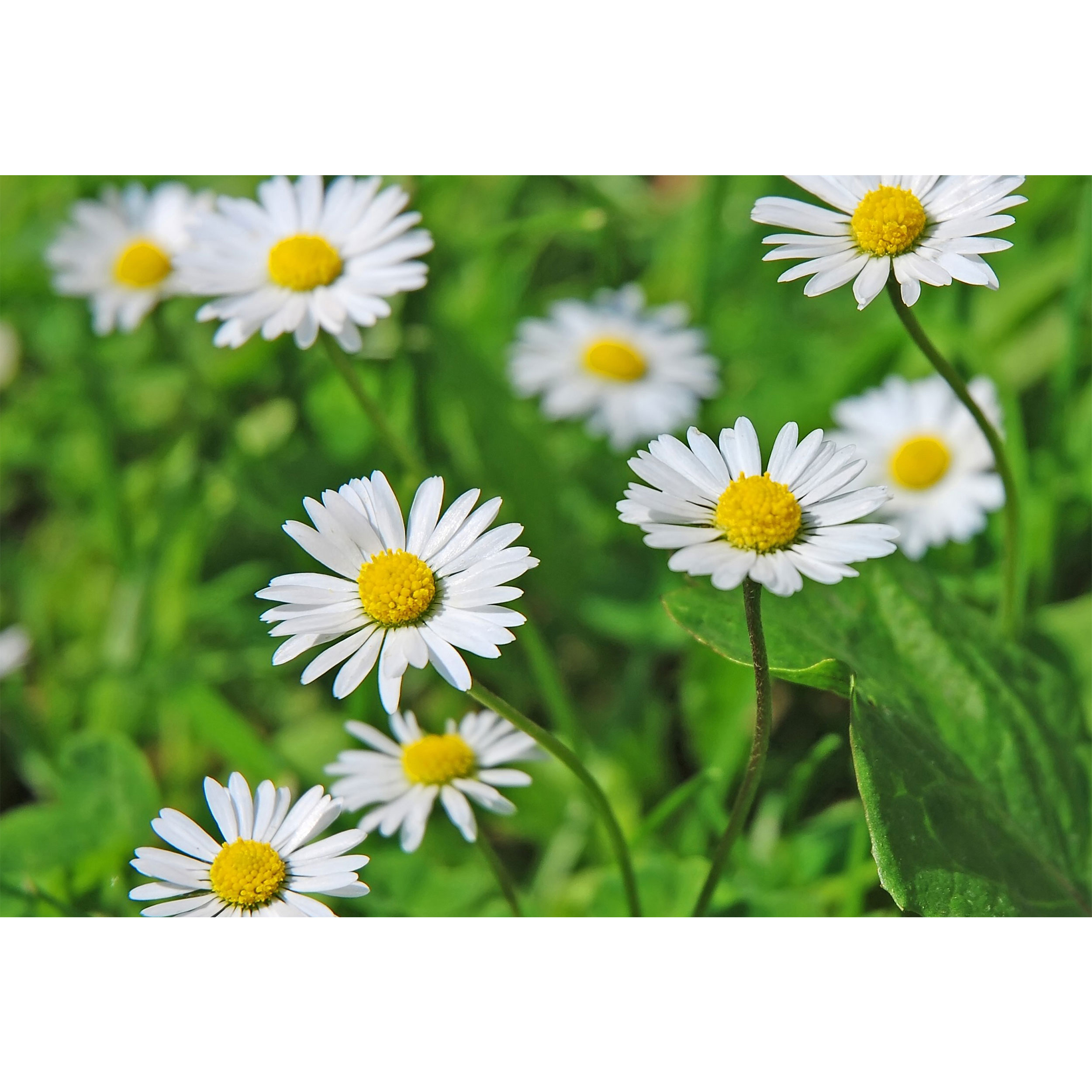 تابلو شاسی مدل گل بابونه T7033