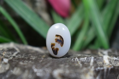 عقیق شجر برزیل