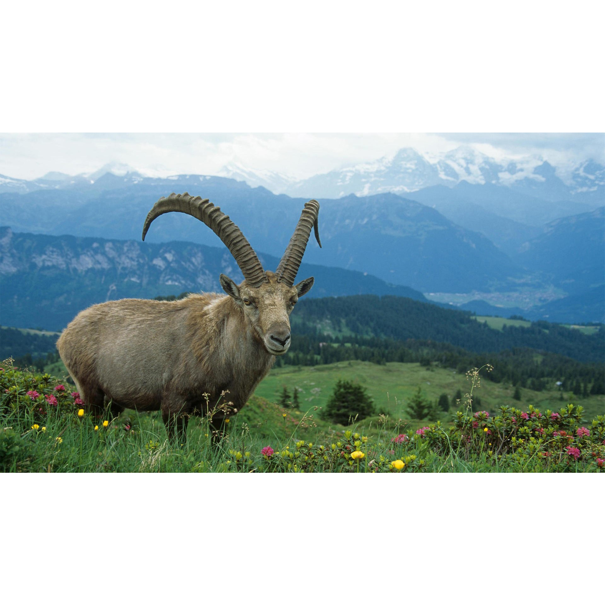 تابلو شاسی مدل طرح حیوانات کد102