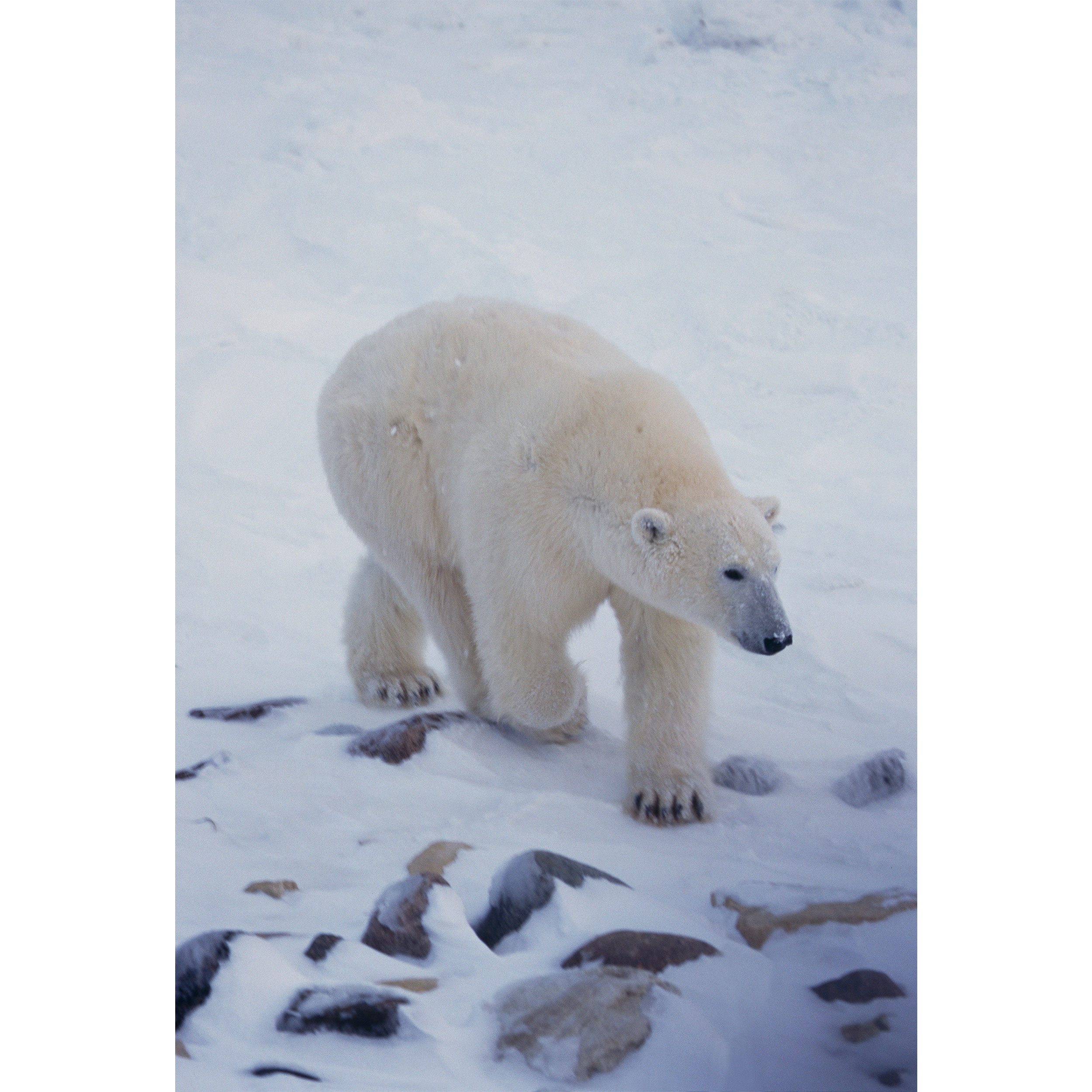 تابلو شاسی طرح خرس قطبی و برف مدل T2100