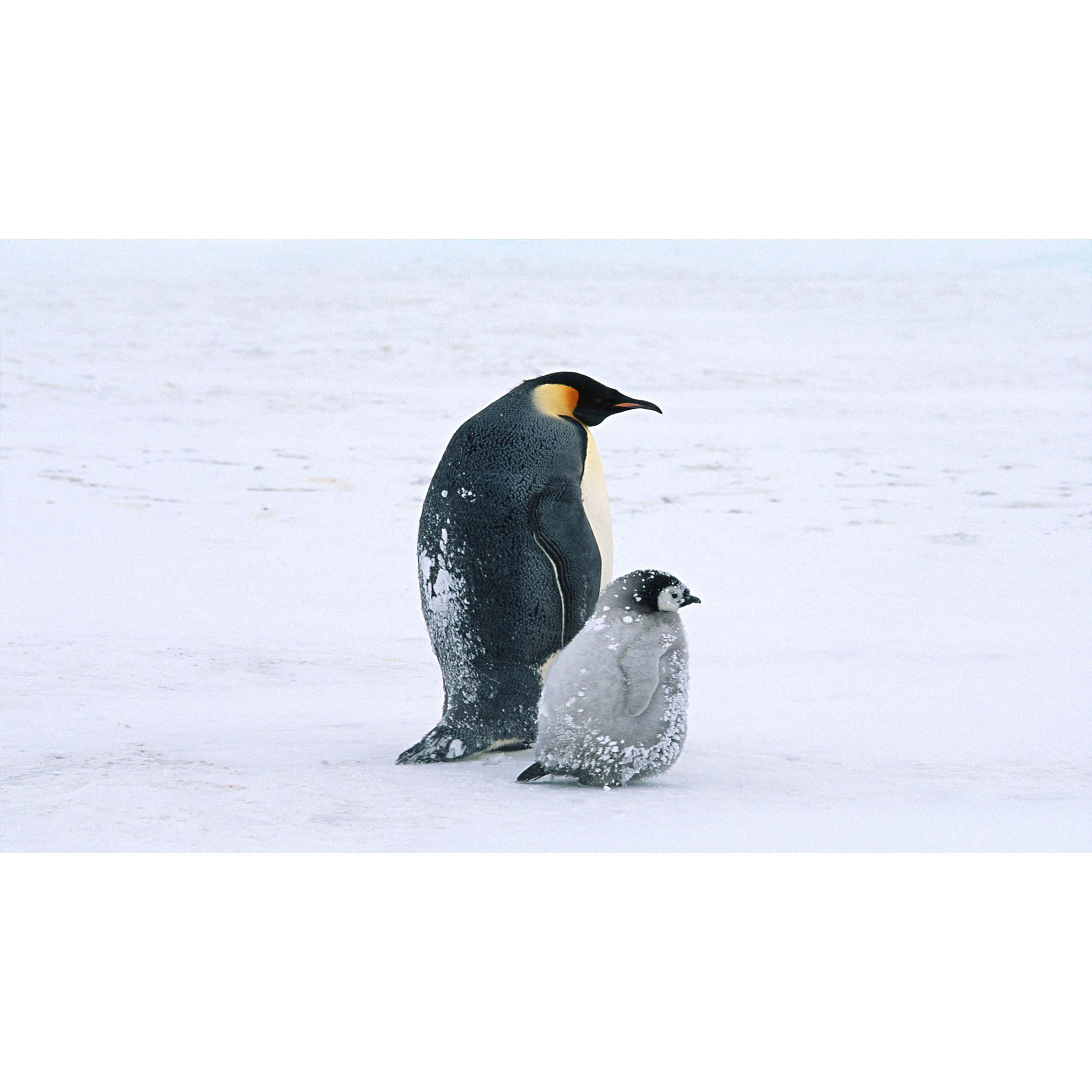 تابلو شاسی طرح پنگوئن در برف مدل T7913