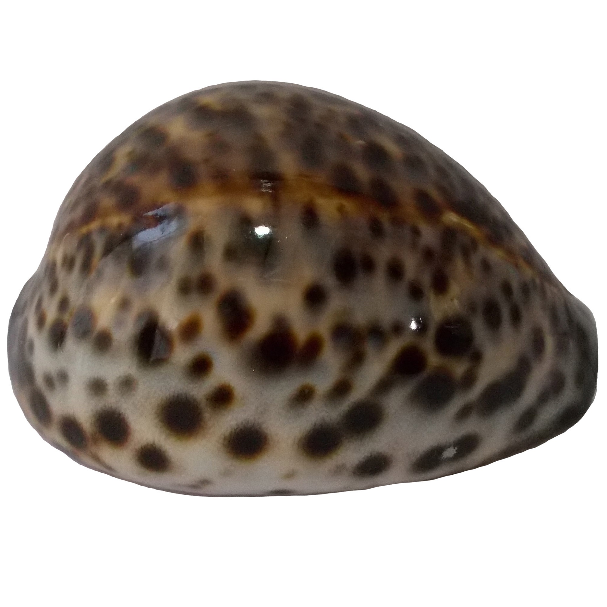 صدف تزیینی مدل RS531