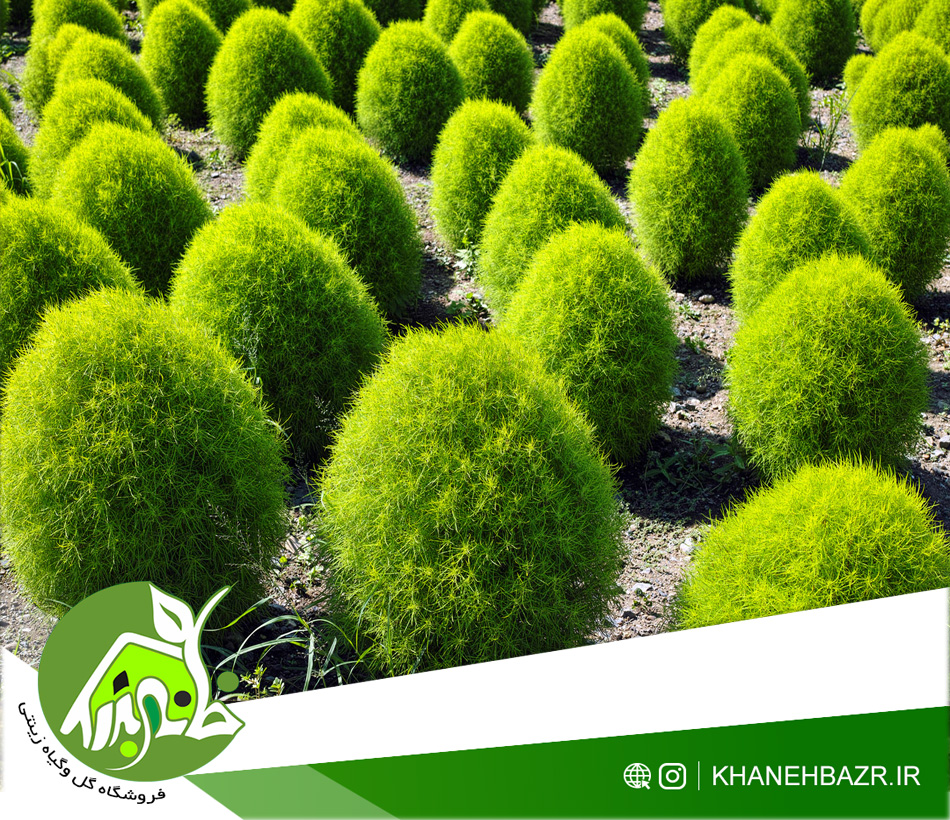 بذر کوچیا 30 عددی - خانه بذر | فروشگاه بذر وارداتی گل و گیاه زینتی 1404