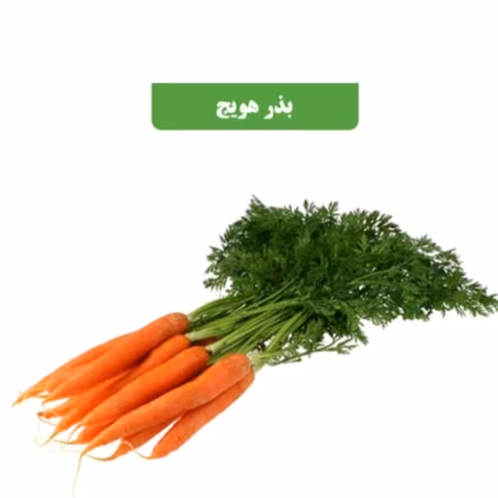 بذر هویج