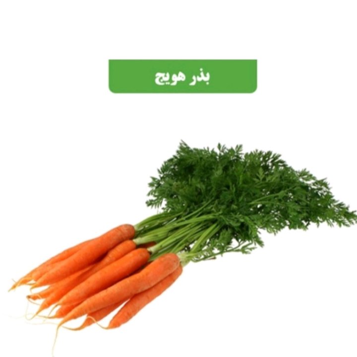 بذر هویج