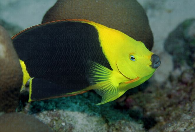 خرید و دانلود عکس Sea fich 2 کد 42640 | پیک فاکس | Pic Fox