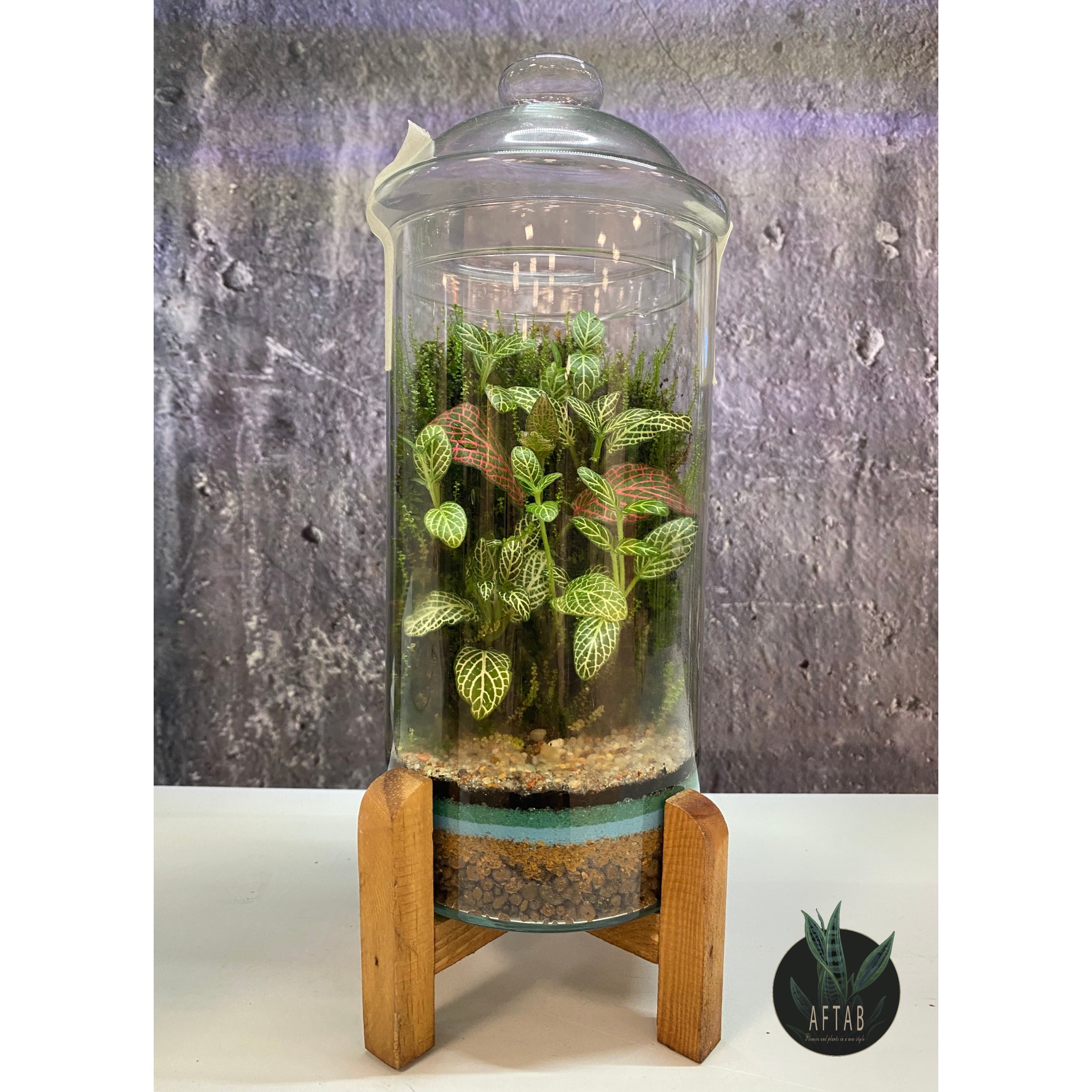 تراریوم شیشه ای بلند همراه با پایه چوبی