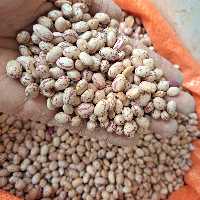 لوبیا چیتی ممتاز (600گرمی)