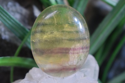 فلوریت رنگین کمانی مکزیک