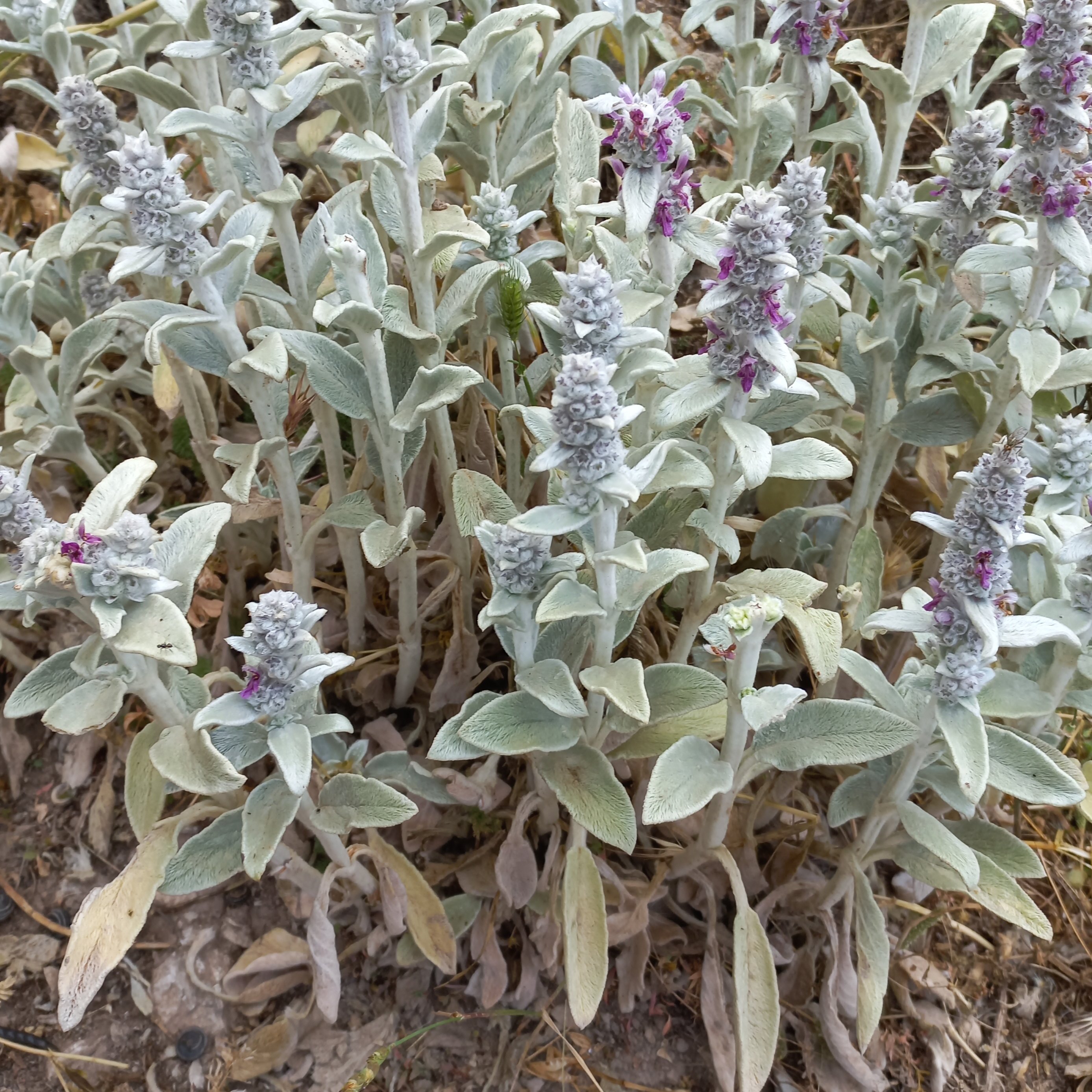 گیاه میش گوش یا پولک یا سنبل ارسباران خشک و امساله 50 گرمی