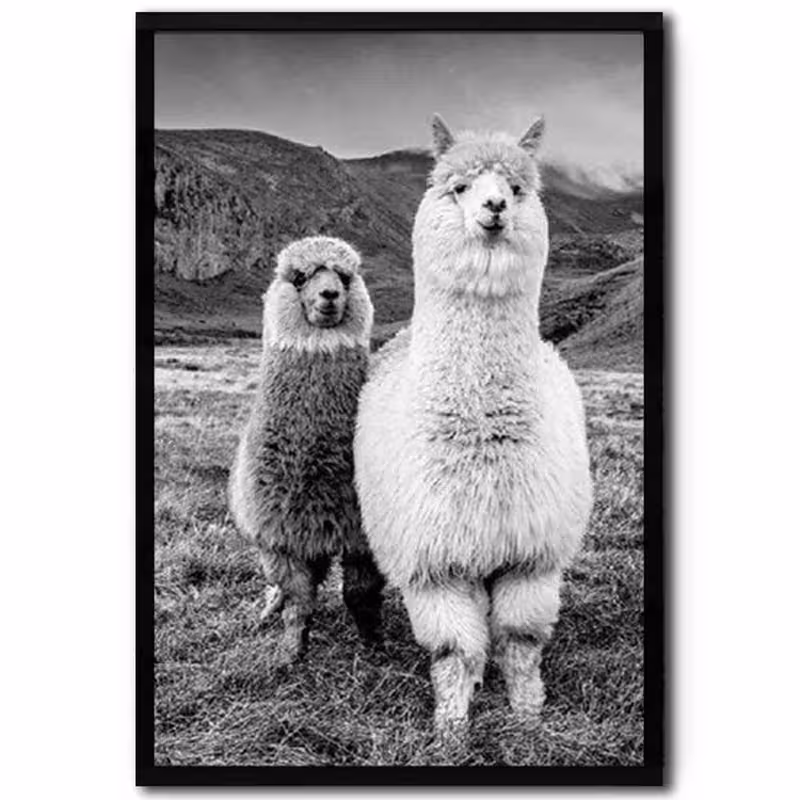 تابلو مدل Cute alpacas کد 248901276 | دنیای قاب
