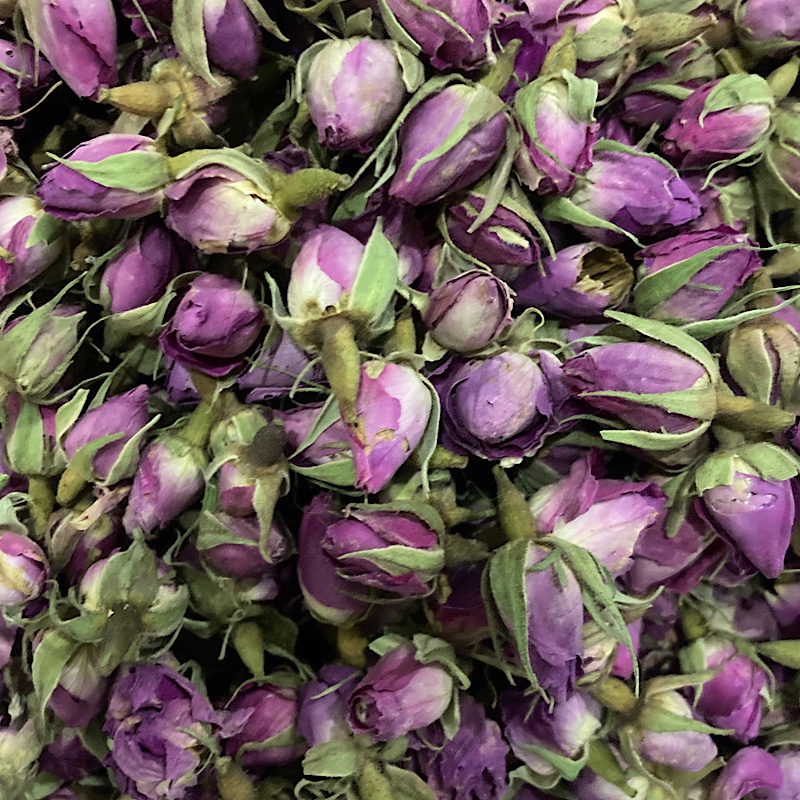 غنچه گل سرخ محمدی داراب شیراز 