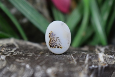 عقیق شجر برزیل